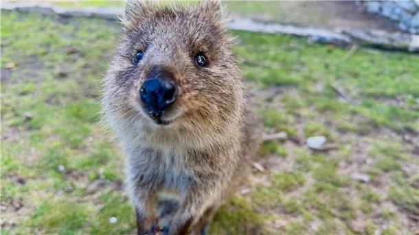 Mit ihrer süßen Mimik sind Quokkas zu Internet-Stars geworden.