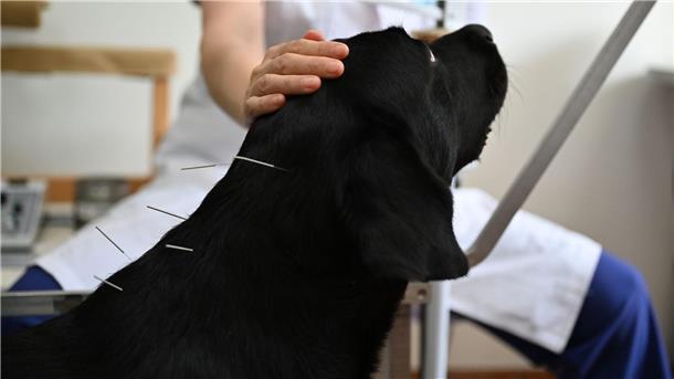 Mit traditioneller chinesischer Medizin lassen sich auch Lähmungserscheinungen ohne operativen Eingriff behandeln.