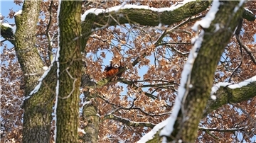 Mit Weitblick: Panda Barney sitzt hoch oben im Baum.