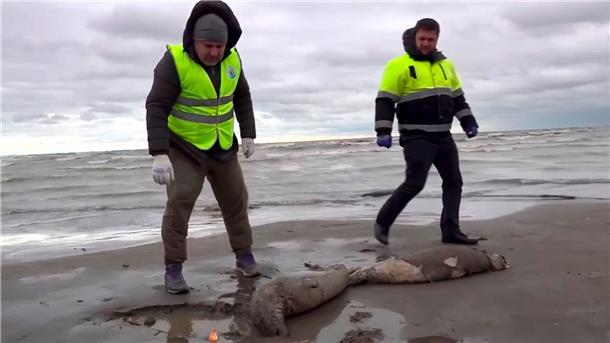 Mitarbeiter der Umweltstaatsanwaltschaft haben am Strand des Kaspischen Meers tote Robben gefunden.
