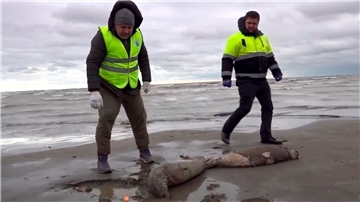 Mitarbeiter der Umweltstaatsanwaltschaft haben am Strand des Kaspischen Meers tote Robben gefunden.