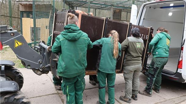 Mitarbeiter des Tierparks tragen die Kiste mit dem Löwen Bahati in sein Gehege.