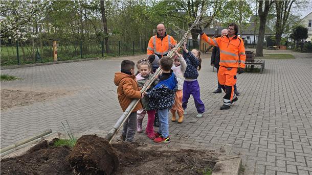 Baumstarker Einsatz: Brake pflanzt mit Kita-Kids Kinder pflanzen einen Baum in Brake.