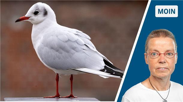 Möwe