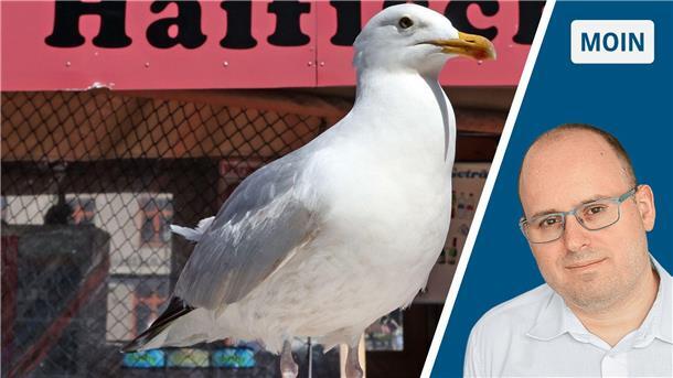 Kolumne Moin von Dirk Ley zum Themenfeld Möwen, Gelber Sack und Gelbe Tonne.
