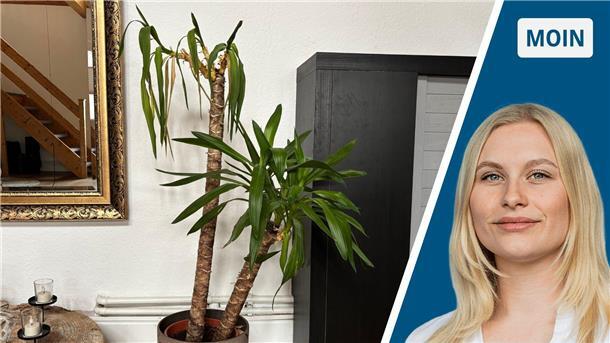 Eine Pflanze, zwei Gemüter: Palme weiß nicht, was sie will Zweigeteiltes Bild: links eine Wohnzimmer-Palme, rechts Reporterin Marie Petersen