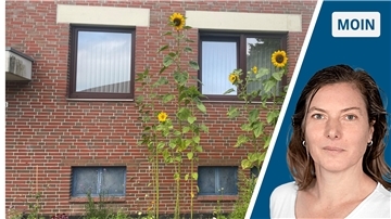 Frau und Sonnenblumen, die hochgewachsen sind