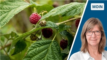 Rote Früchte an einem Zweig.