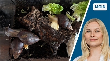Zweigeteiltes Bild: links mehrere große Schnecken in einem Terrarium, rechts eine junge Frau mit blonden Haaren.