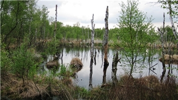 Moorgebiet im Cuxland: Ahlenfalkenberger Moor mit Halemer/Dahlemer See.