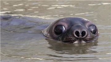 Mützenrobben in der Arktis gelten jetzt als „stark gefährdet“ (Archivbild)