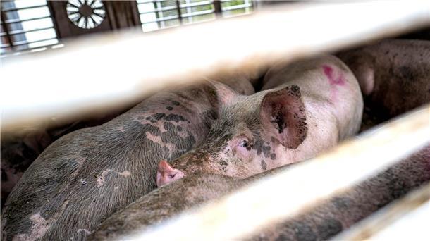 Tiertransporter umgekippt – rund 30 Schweine verletzt Nach Angaben der Polizei wurden rund 30 Schweine beim Unfall verletzt. (Symbolbild)