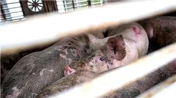 Nach Angaben der Polizei wurden rund 30 Schweine beim Unfall verletzt. (Symbolbild)