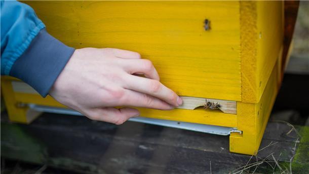Jungbienen krabbeln aus dem Kasten