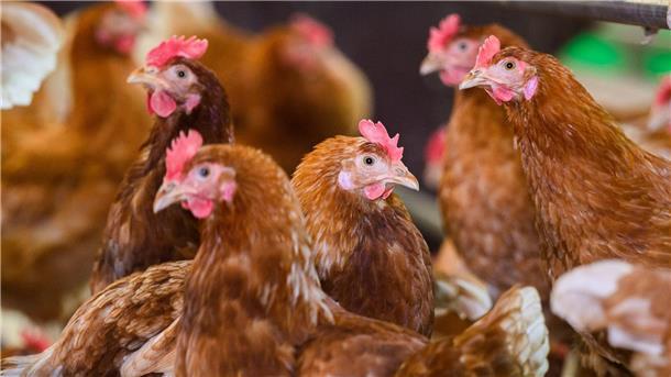 Geflügelpest ausgebrochen – Landkreis richtet Schutzzone ein Nach dem jüngsten Geflügelpest-Ausbruch im Landkreis Cloppenburg trifft es nun auch den Landkreis Diepholz. (Symbolbild)