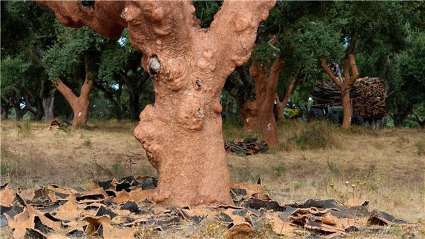 Beim Ernten Bäume nackig machen Nach der Ernte sieht der Baum nackt aus.