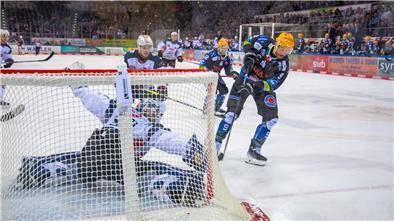 Nach einem furiosen Start war das Spiel zwischen den Fischtown Pinguins und den Nürnberger Ice Tigers von vielen Zweikämpfen geprägt.