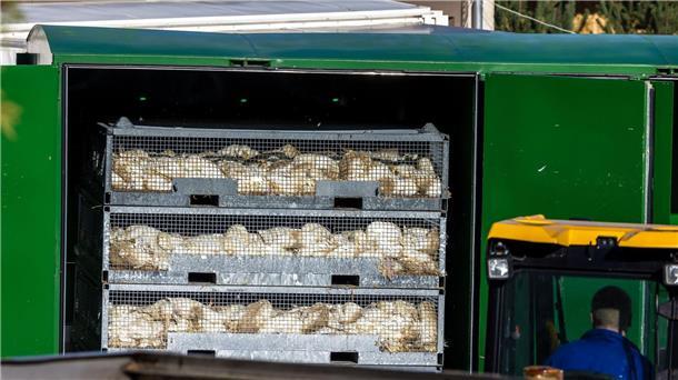 Vogelgrippe breitet sich rasant aus – 400.000 Tiere gekeult Nach ersten Erhebungen wurden bisher etwa 400.000 Hühner, Enten, Gänse und Puten gekeult und anschließend entsorgt.