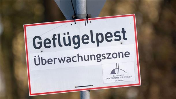 Vogelgrippe breitet sich aus – Wie gefährlich ist das? Nach Vogelgrippe-Ausbrüchen in zwei Geflügelhaltungen in Vorpommern mussten rund 150.000 Tiere gekeult werden. (Archivbild)