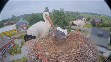 Nachwuchs auf einem Storchenhorst auf dem Gelände der Unternehmensgruppe Seier. Dank Webcam, Internetseite und Social Media sind Storchenfans ganz nah dran.