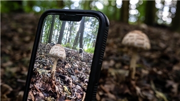Mit einer Pflanzenbestimmungs-App wird ein Foto von einem Pilz gemacht.