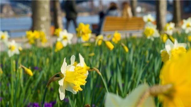 Milder und bewölkter Frühlingsanfang erwartet Narzissen blühen am Mainzer Rheinufer.