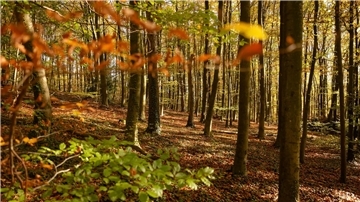 „Natur und Geschichte“: Über einen schillernden Begriff Natur kann idyllisch sein. (Archivbild)