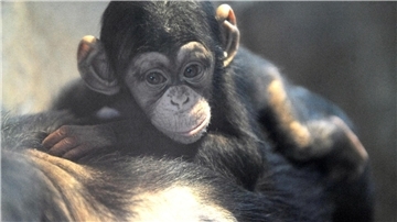 Ndutu war der letzte Nachwuchs im Zoo am Meer. Ein Affenmädchen musste der Zoo einschläfern.