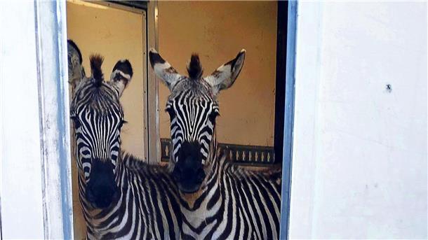 Lkw mit Zebras und Affen gestoppt - Illegaler Tiertransport? Neben den zwei Zebras wurden unter anderem auch sechs Affen und eine Antilope bei einem mutmaßlich illegalen Tiertransport entdeckt.