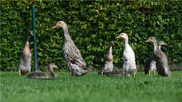 81-Jähriger bangt um seine Gänsehaltung Neben Gänsen hält Ludwig Smidt auch Enten.