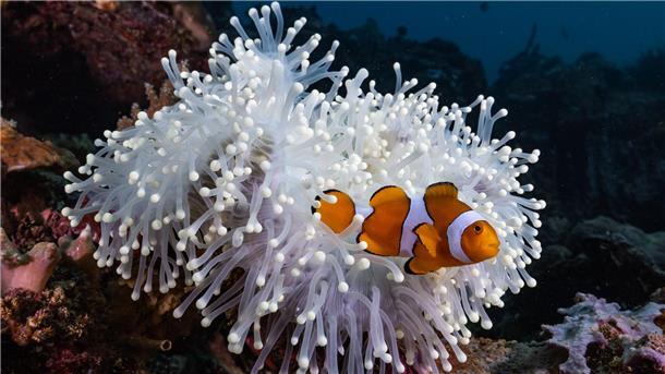Clownfische schrumpfen gemeinsam Nemo aus dem Film „Findet Nemo“ ist ein berühmter Clownfisch.