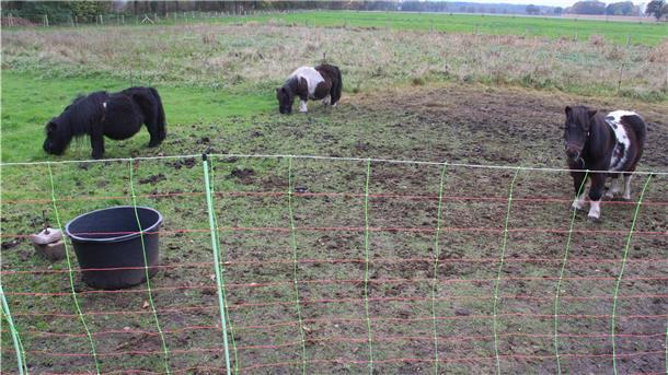 Neuerdings grasen die verbliebenen drei Mini-Shettys auf einer wolfsicheren Weide direkt hinterm Haus in Schiffdorf-Wehdel.