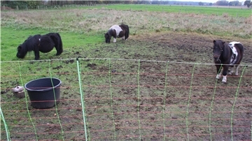 Neuerdings grasen die verbliebenen drei Mini-Shettys auf einer wolfsicheren Weide direkt hinterm Haus in Schiffdorf-Wehdel.