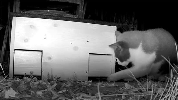 Eine Katze stupst auf einer Nachtaufnahme einer Wildtierkamera vorsichtig mit der Pfote gegen eine der Klappen des Igel-Hauses.
