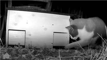 Eine Katze stupst auf einer Nachtaufnahme einer Wildtierkamera vorsichtig mit der Pfote gegen eine der Klappen des Igel-Hauses.