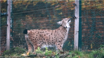 Neue Luchs-Dame im Harz erstmals im Freigehege Neugierig beschnuppert die Luchsin das Gehege.
