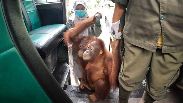 Orang-Utans fahren Bus Neugierig kletterten die Orang-Utans in den Bus.