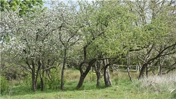Das Foto zeigt eine Streuobstwiese auf dem Hof Lienau. 