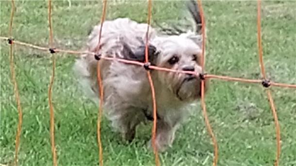 Hundetraining in Debstedt: Workshop mit Bundessieger Peter Rohde Nicht nur ein Sprint mit fliegenden Ohren ist erforderlich: Der Gebrauchshund lernt im Workshop noch viel mehr zur Unterstützung seines Besitzers.