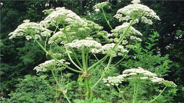 Nicht selten befinden sich unter den Gartenpflanzen invasive Arten, die erst durch die ihre Entsorgung in die Natur gelangen und dort mit den heimischen Arten um Lebensraum konkurrieren.