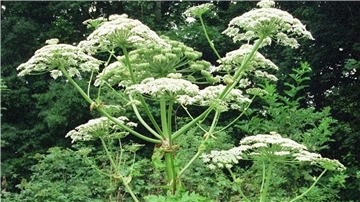 Nicht selten befinden sich unter den Gartenpflanzen invasive Arten, die erst durch die ihre Entsorgung in die Natur gelangen und dort mit den heimischen Arten um Lebensraum konkurrieren.