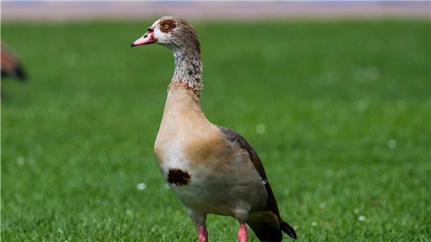 Aggressive tierische Einwanderer im Cuxland Nilgänse und andere Tiere gehören eigentlich nicht in unsere Gefilde, leben dennoch im Cuxland.