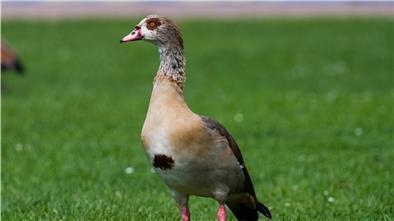Nilgänse und andere Tiere gehören eigentlich nicht in unsere Gefilde, leben dennoch im Cuxland.
