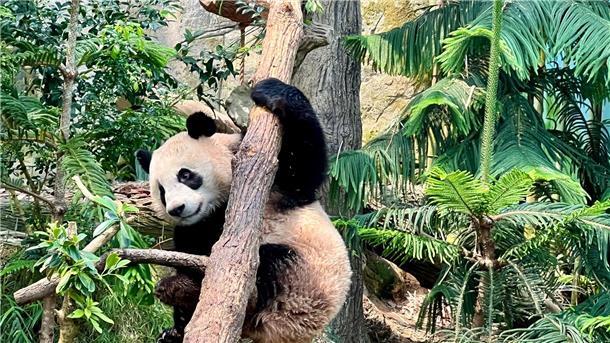 Singapur sagt kleinem Panda Lebewohl Noch bis zum 20. November können Besucher den kleinen Panda Le Le in seinem Gehege im Zoo in Singapur bestaunen.