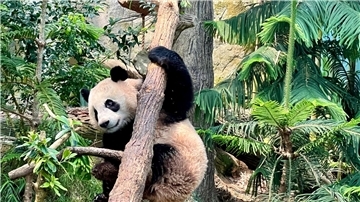 Noch bis zum 20. November können Besucher den kleinen Panda Le Le in seinem Gehege im Zoo in Singapur bestaunen.