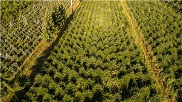Nordmanntannen wachsen in einer Plantage in Sachsen zu Weihnachtsbäumen heran.