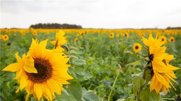 Sonnenblumen Midlum