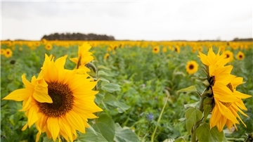 Sonnenblumen Midlum