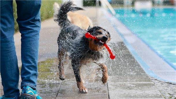 Tierisch viel los im Freibad Nun durften auch die Hunde ins Becken.
