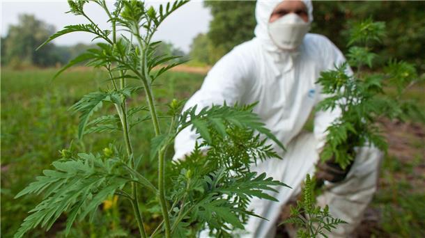 Allergiker aufgepasst: Gefahr durch Ambrosia wächst Nur mit Schutzausrüstung sollte man die Pflanzen entfernen. (Archivbild)